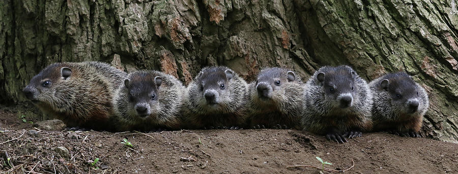 Six Baby Groundhogs Photograph by Doris Potter