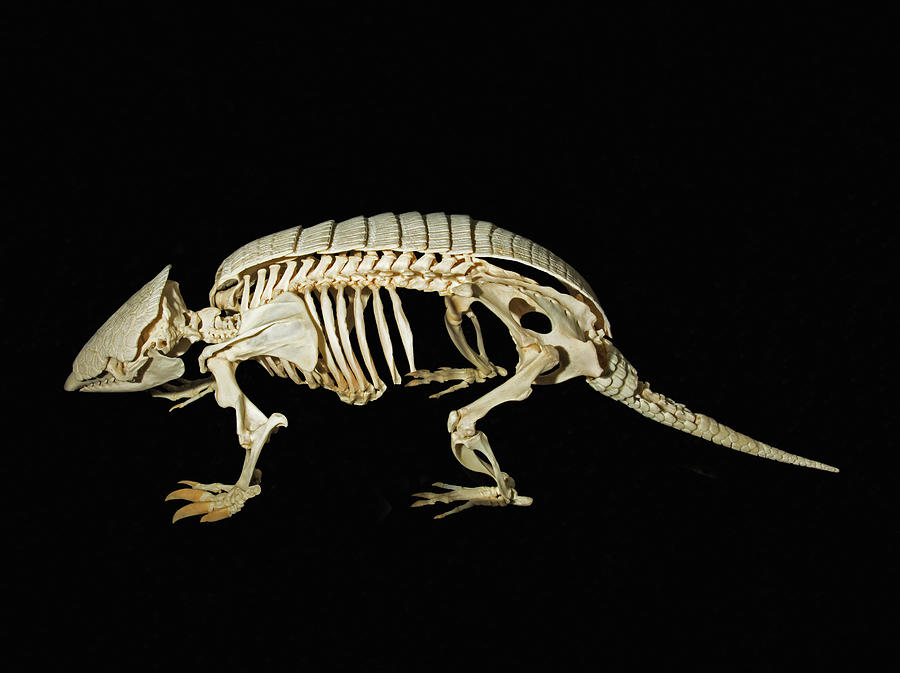 Six Banded Armadillo Skeleton Photograph by Millard H. Sharp
