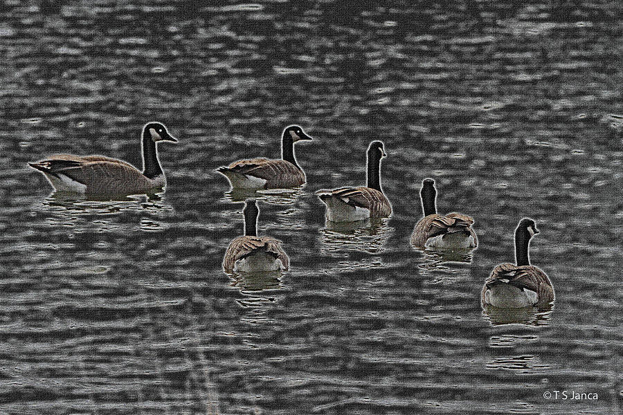Six Canadian Geese On The River Digital Art by Tom Janca