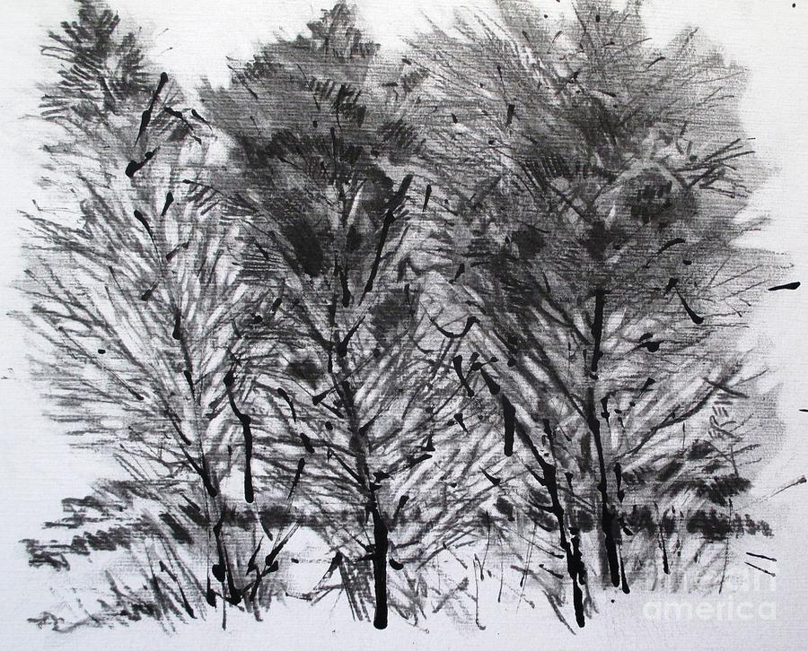 Six Cedars Drawing by Larry Lerew - Fine Art America