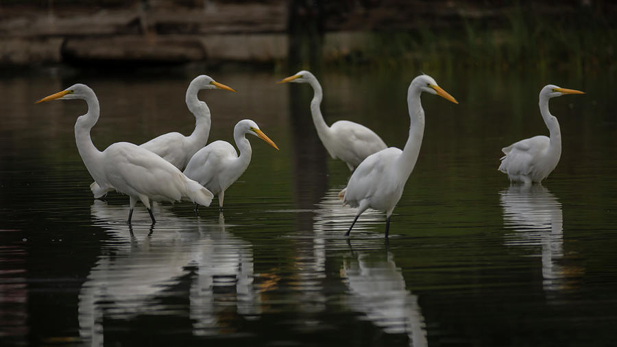 Six Great Egrets 09/09 Photograph