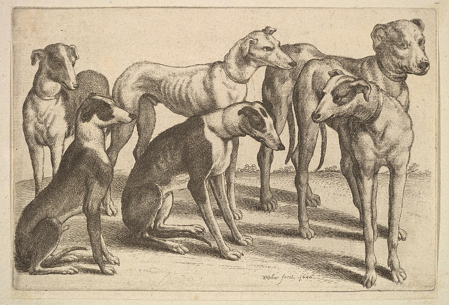 Dog Drawing - Six hounds by Wenceslaus Hollar