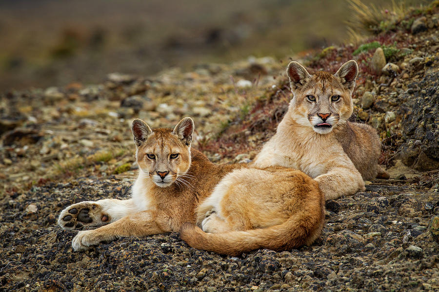 Six Month Old Mountain Lions, Patagonia Photograph by Sebastian Kennerknecht
