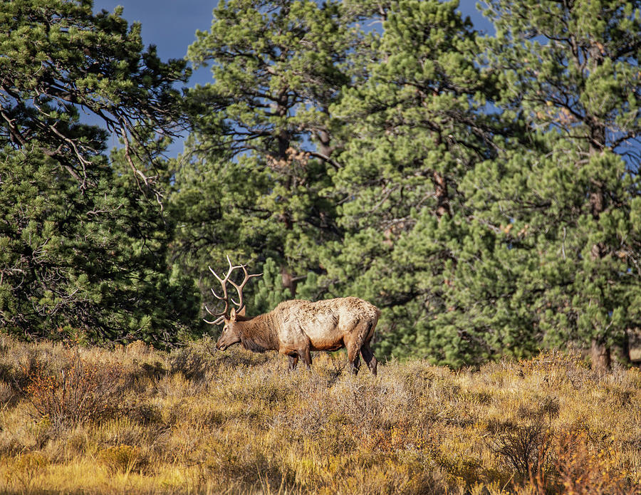 Six Point Elk Photograph by Lorraine Baum