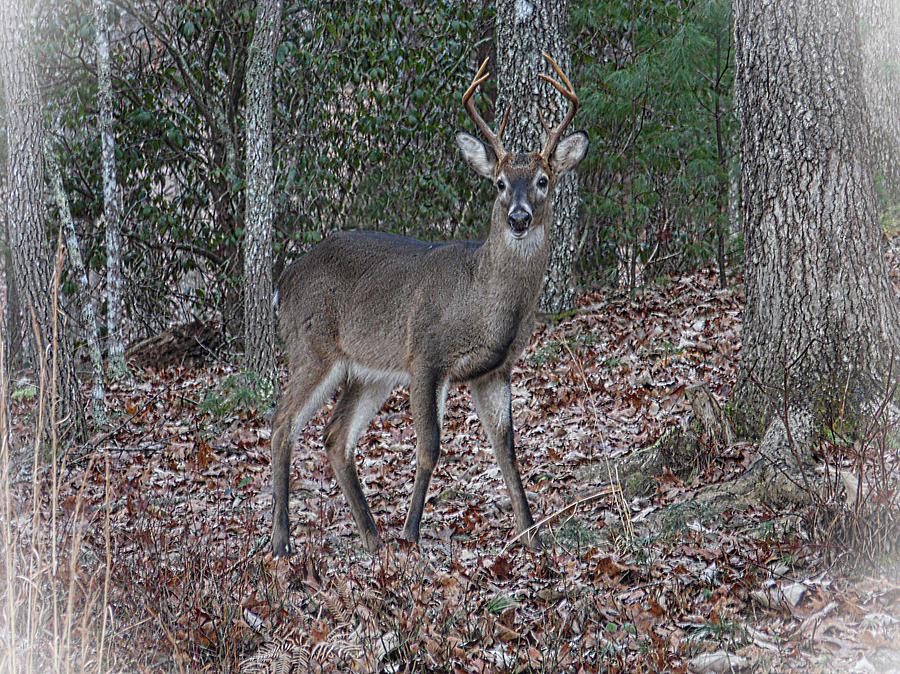 Six Point Whitetail in Winter Coat 2 Photograph by Joe Duket