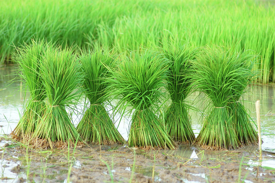 Six Rice Bundles On Marshy Land Photograph by Pailoolom