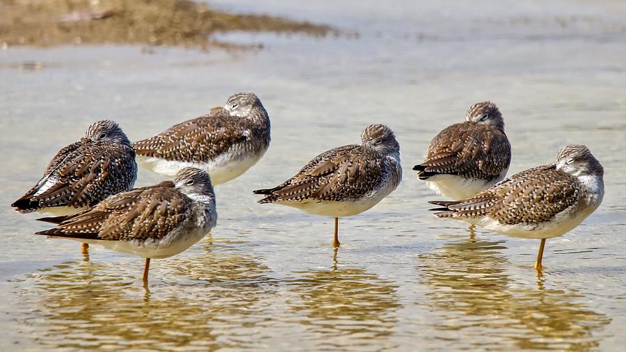 Six Sandpipers Photograph by Susan Rydberg