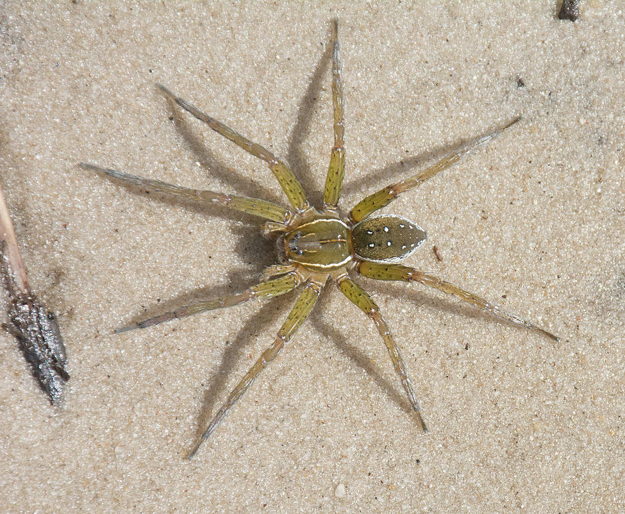 Six-spotted Fishing Spider Photograph by John Serrao