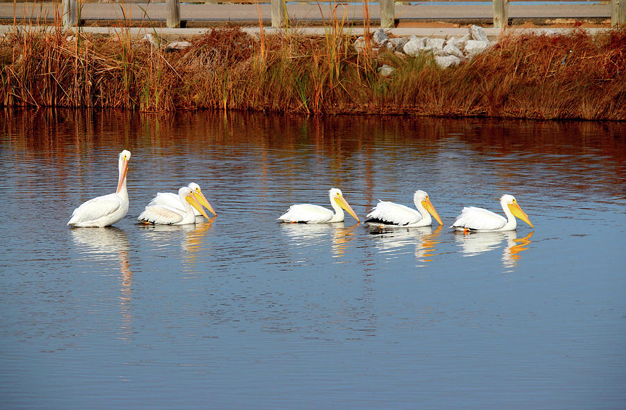 Six White Pelicans Photograph by Cynthia Guinn
