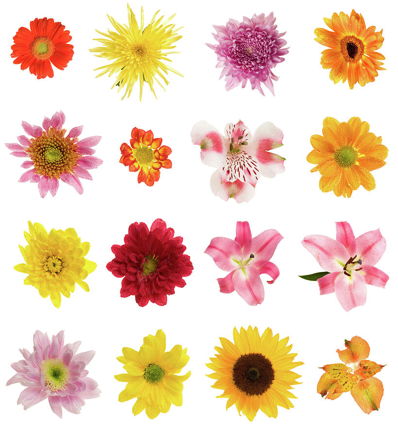 Sixteen Different Flowers Photograph by Photovideostock
