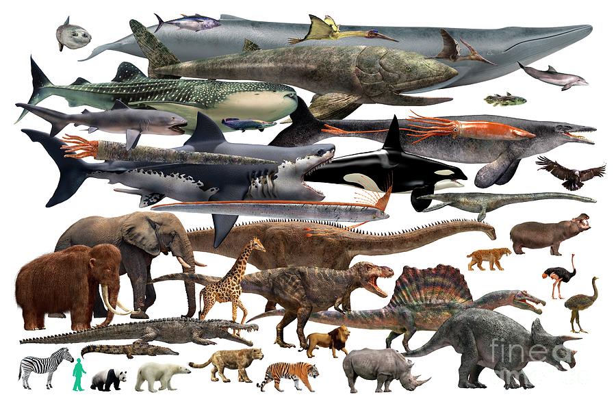 Size Comparison Of Various Animals And A Human Photograph by Masato  Hattori/science Photo Library - Pixels