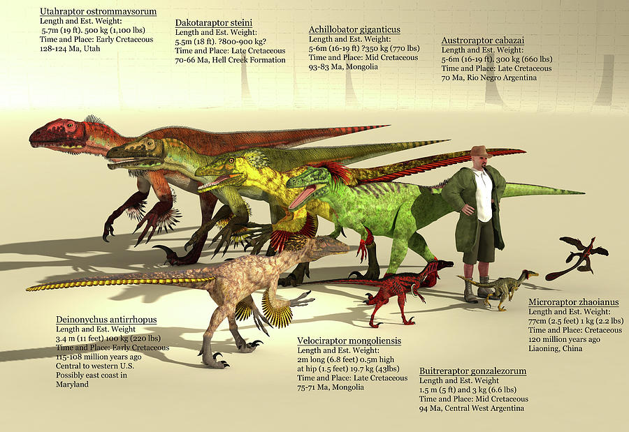 Size Reference Chart Of Dromaeosaurs Photograph by Arthur Dorety