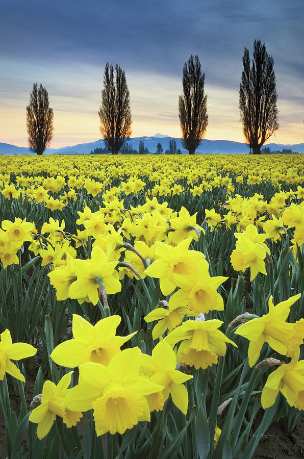 Abstract Photograph - Skagit Valley Daffodils I by Alan Majchrowicz