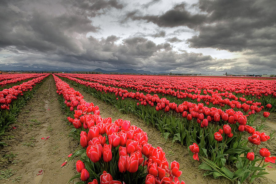 Skagit Valley Tulip Festival Photograph by Kcvensel Photography Fine