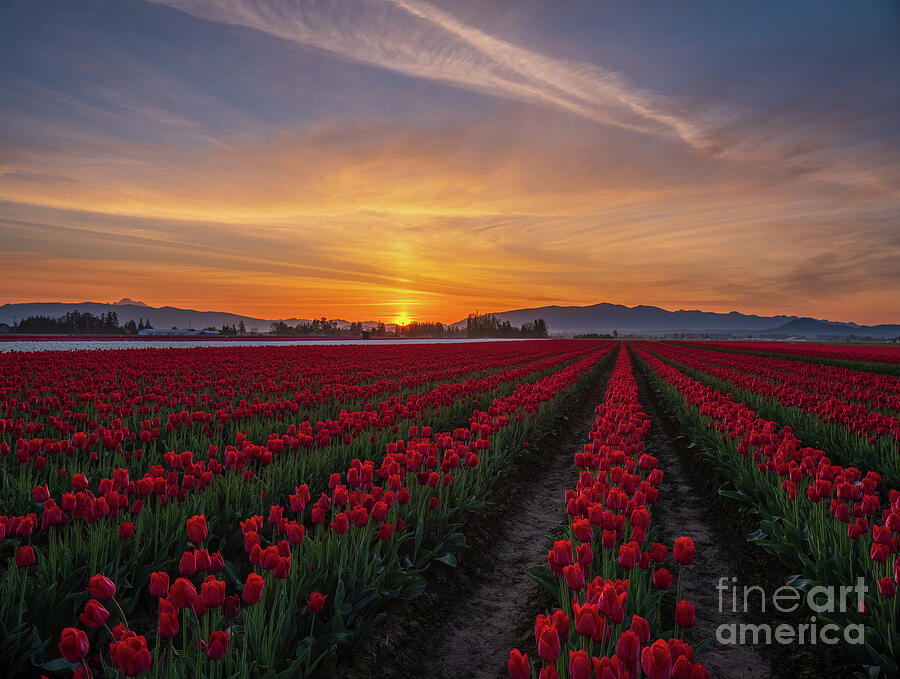Spring Photograph - Skagit Valley Tulips Sunrise Sun Pillar by Mike Reid