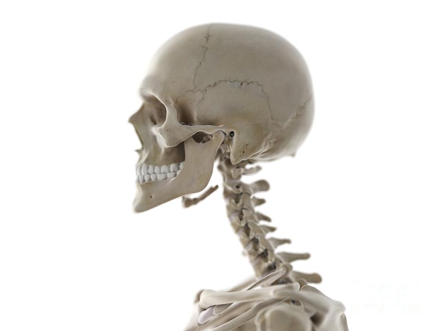 Skeletal Neck And Skull Photograph by Sebastian Kaulitzki/science Photo ...