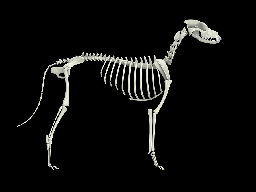 Skeletal System Of A Dog, Side View Photograph by Stocktrek Images