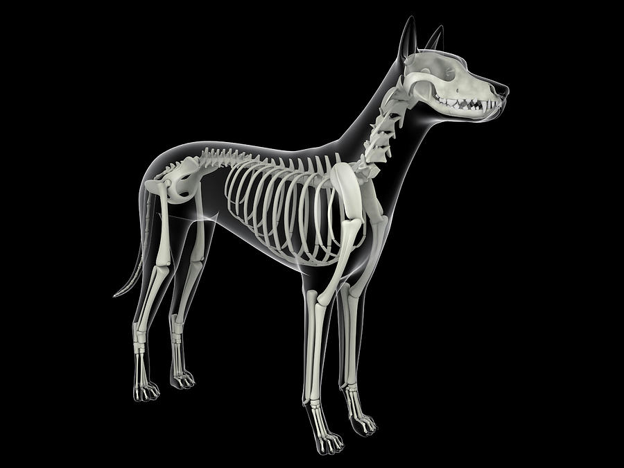 Skeletal System Of A Dog, X-ray View Photograph by Stocktrek Images