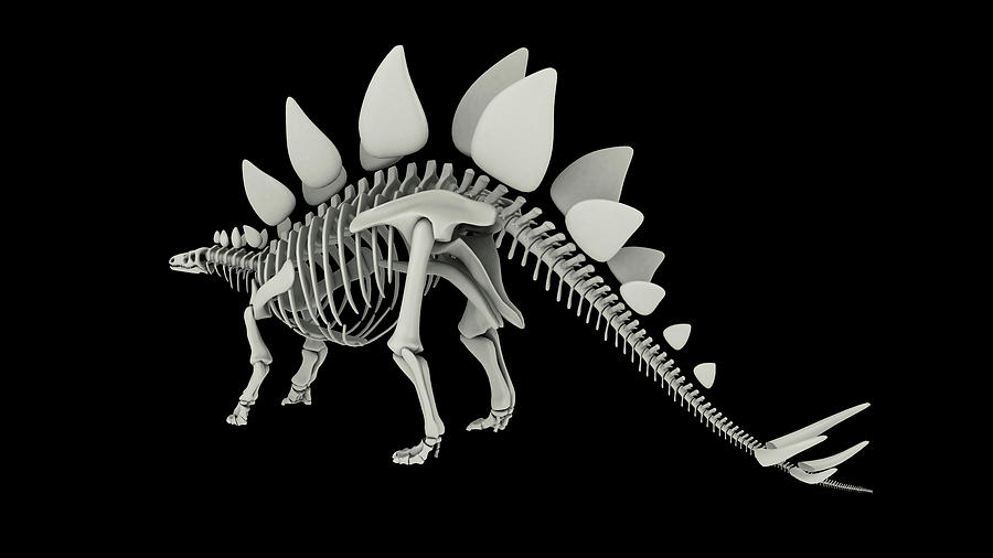 Skeletal System Of A Stegosaurus Photograph by Stocktrek Images