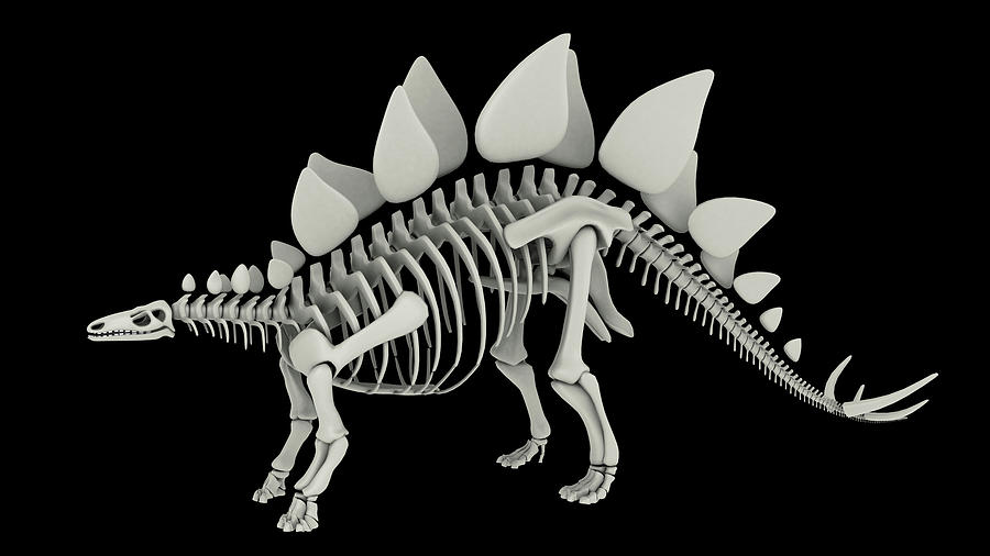 Skeletal System Of Stegosaurus, Side Photograph by Stocktrek Images ...