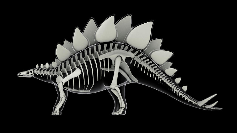 Skeletal System Of Stegosaurus, X-ray Photograph by Stocktrek Images ...