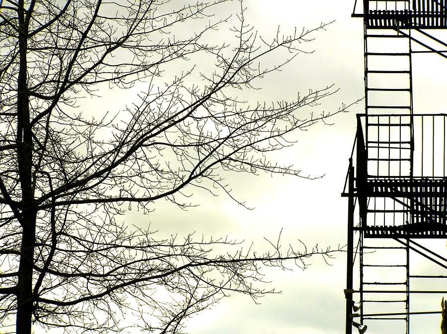 Skeletal Tree And Fire Escape Photograph by Linus Gelber / Alert The Medium