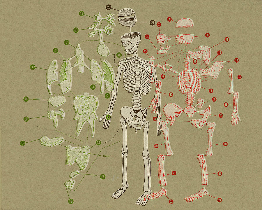 Vintage Drawing - Skeleton and Body Parts Diagram by CSA Images