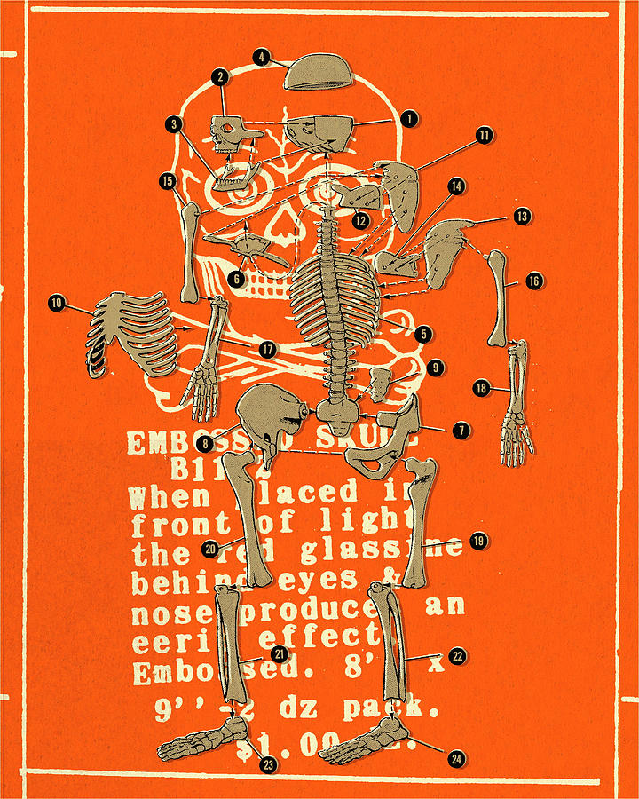 Skeleton Diagram Drawing by CSA Images Biology Diagrams