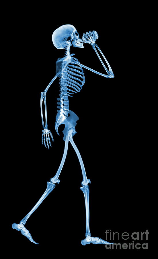 Skeleton Drinking by D. Roberts/science Photo Library