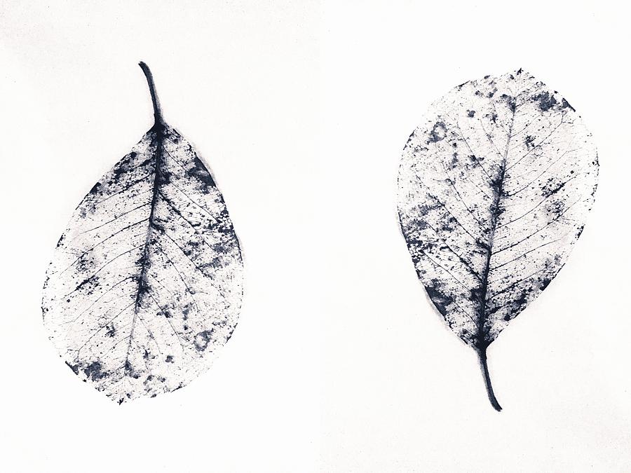 Skeleton Leaves Up and Down Photograph by Itsonlythemoon