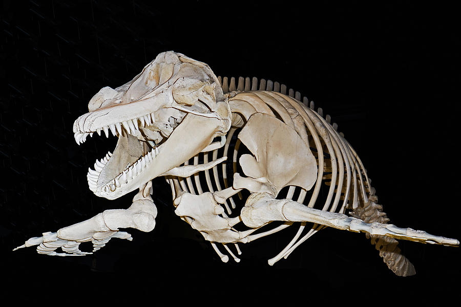 Skeleton Of A Killer Whale Orcinus Orca Photograph by Millard H. Sharp
