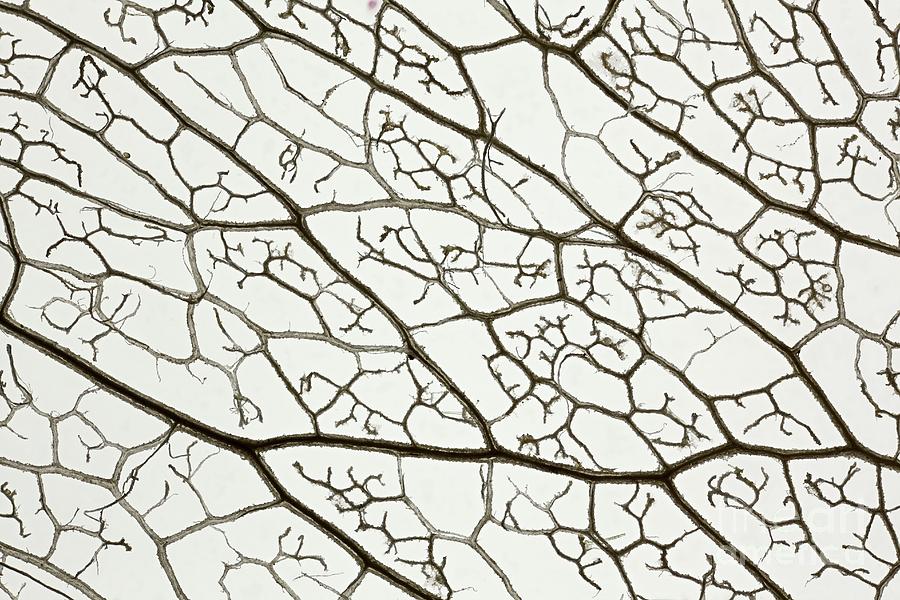 Skeleton Of A Leaf Photograph by Frank Fox/science Photo Library