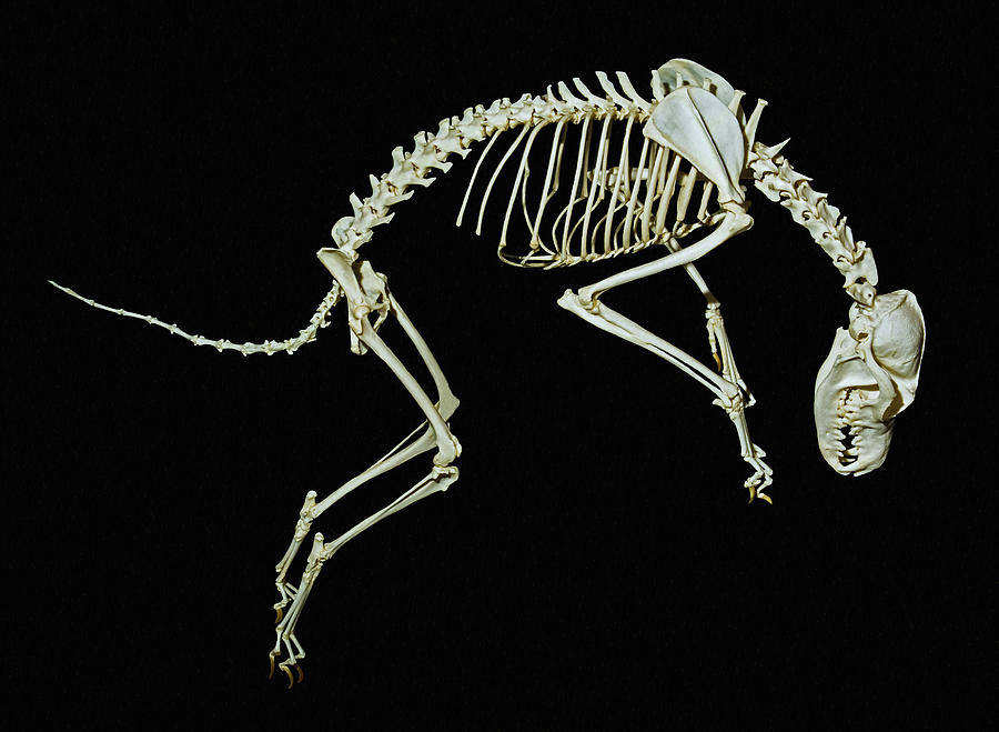 Skeleton Of A Red Fox Vulpes Vulpes Photograph by Millard H. Sharp