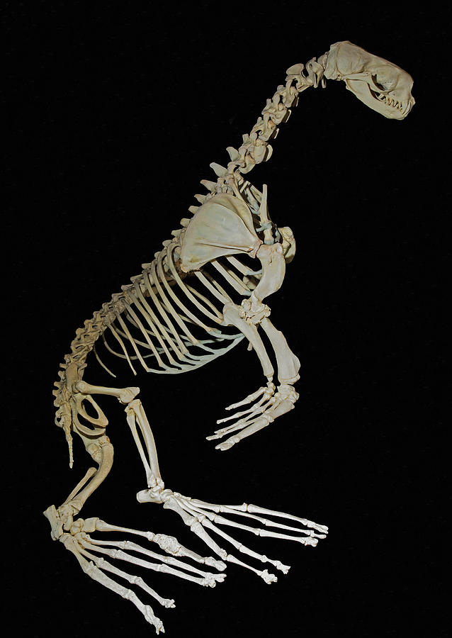 Skeleton Of Fur Seal Photograph by Millard H. Sharp