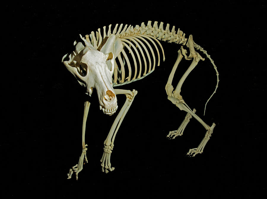 Animal Photograph - Skeleton Of Gray Wolf Canis Lupus by Millard H. Sharp.