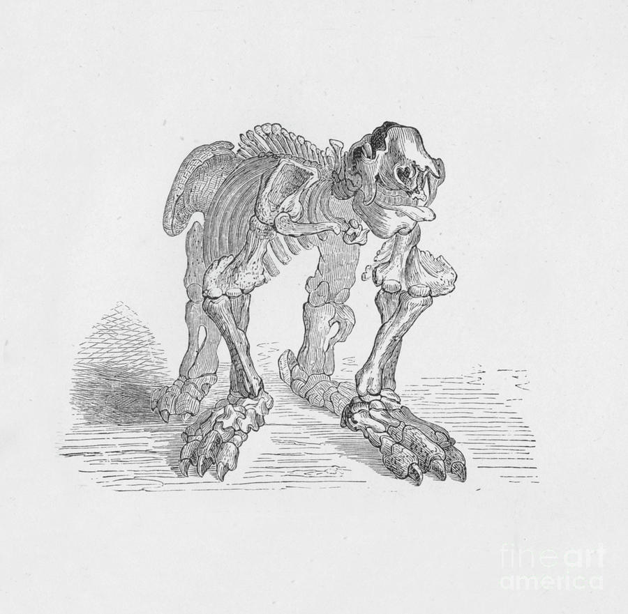Skeleton Of The Megatherium,  C1885 Drawing by Print Collector