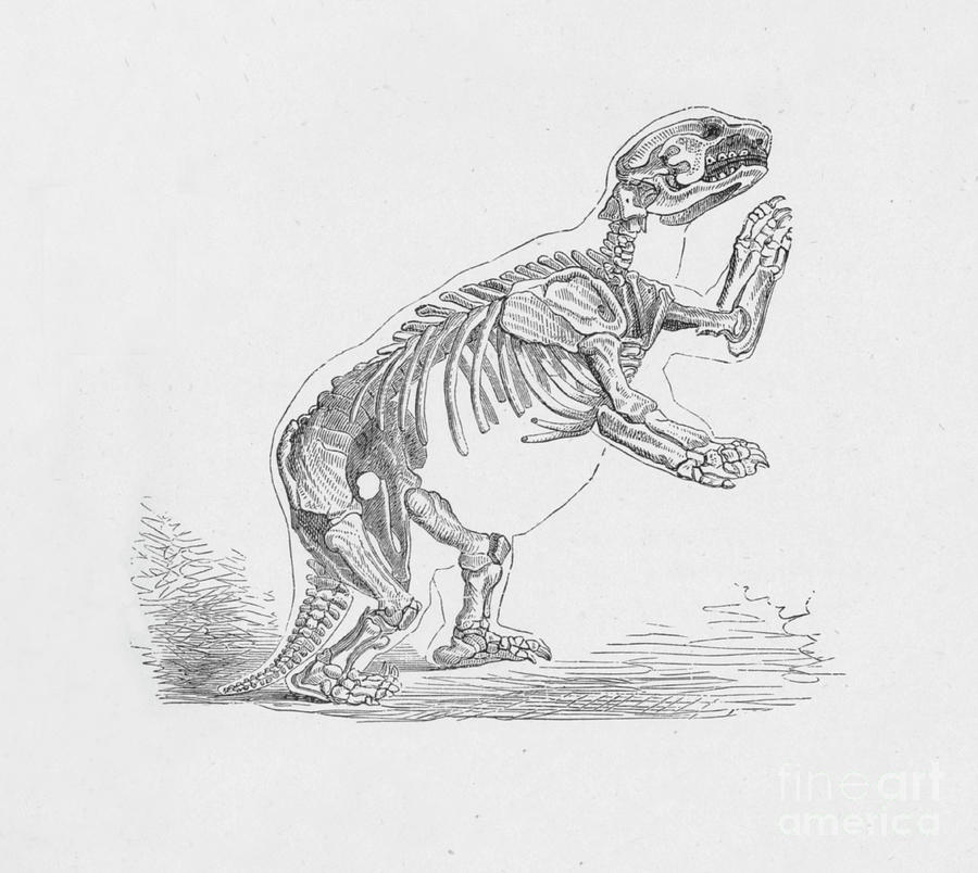 Skeleton Of The Mylodon Darwinii Drawing by Print Collector