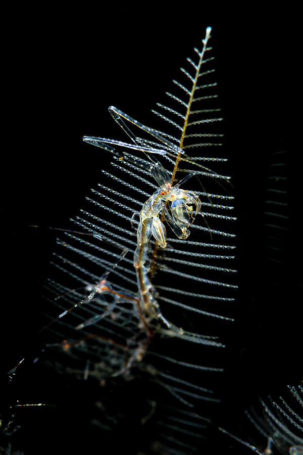 Skeleton Shrimp Caprella Spp Photograph by Bruce Shafer
