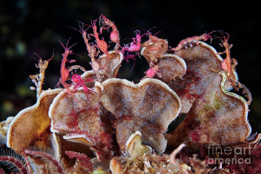 Skeleton Shrimps On A Bryozoan by Alexander Semenov/science Photo Library