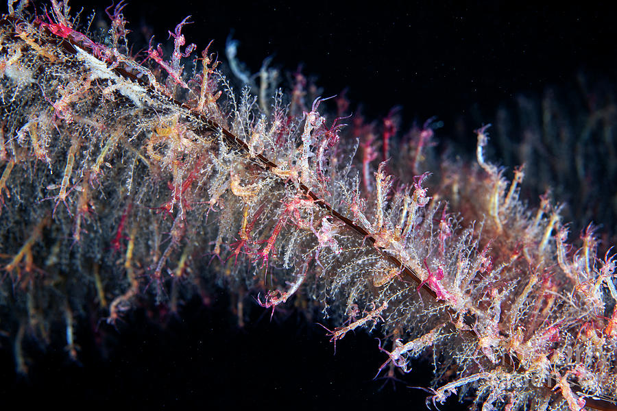 Skeleton Shrimps On Kelp by Alexander Semenov/science Photo Library