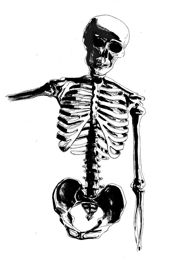 Skeleton Study Drawing by Irina Sztukowski