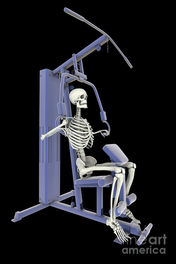 Skeleton Training On A Hammer Strength Machine Photograph by Kateryna Kon/science Photo Library