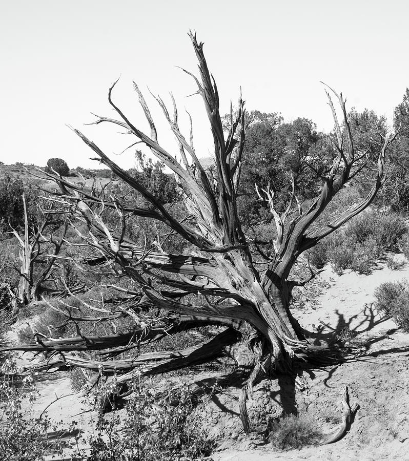 Skeleton Tree near Arches National Park Photograph by Douglas Barnett