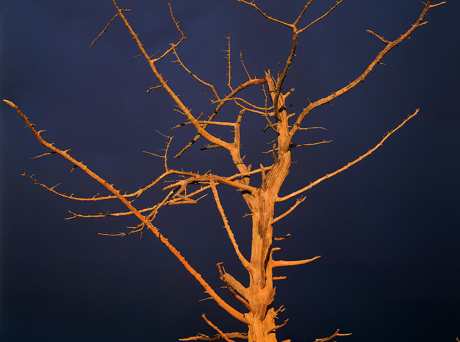Skeleton Tree Photograph by Robert Potts