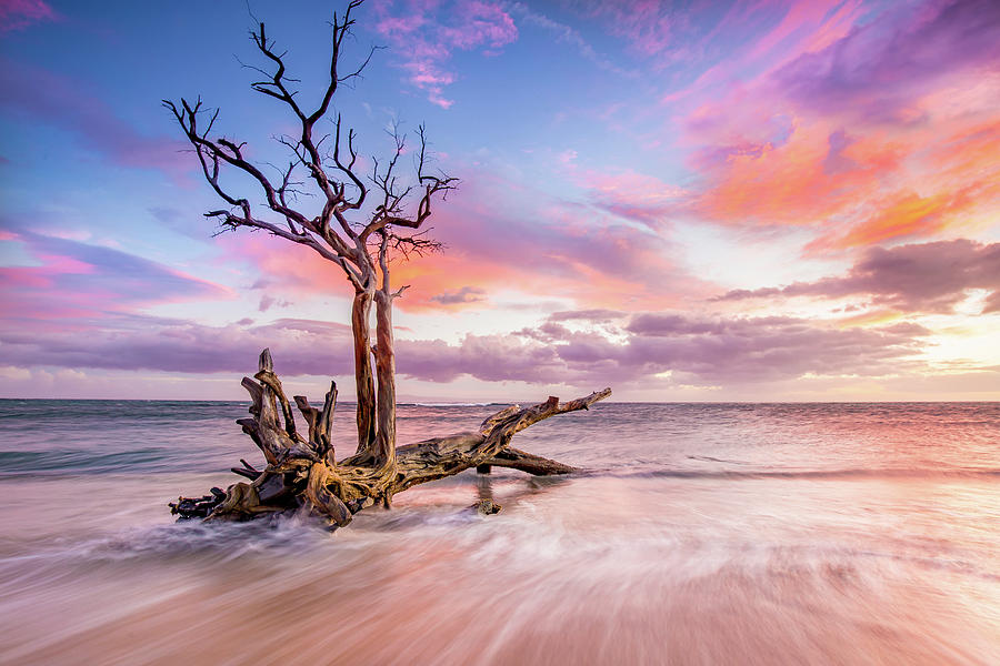 Skeleton Tree Sunset Photograph by Drew Sulock