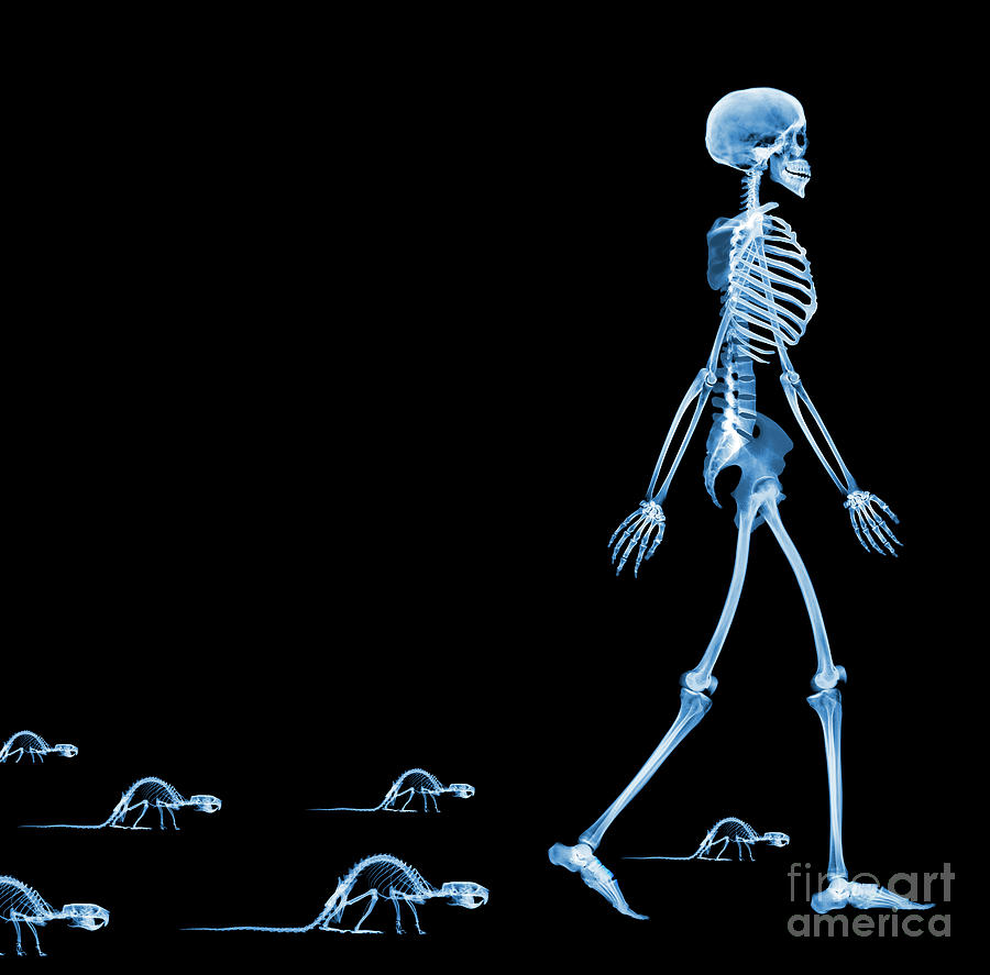 Skeletons Of A Human And Rats Photograph by D. Roberts/science Photo Library