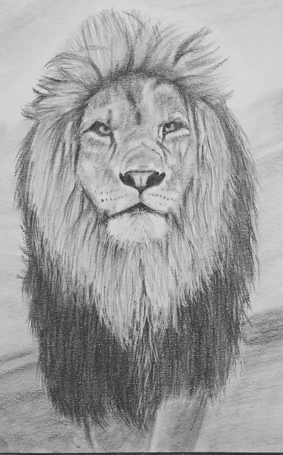 A Majestic Lion Sketch · Creative Fabrica-gemektower.com.vn