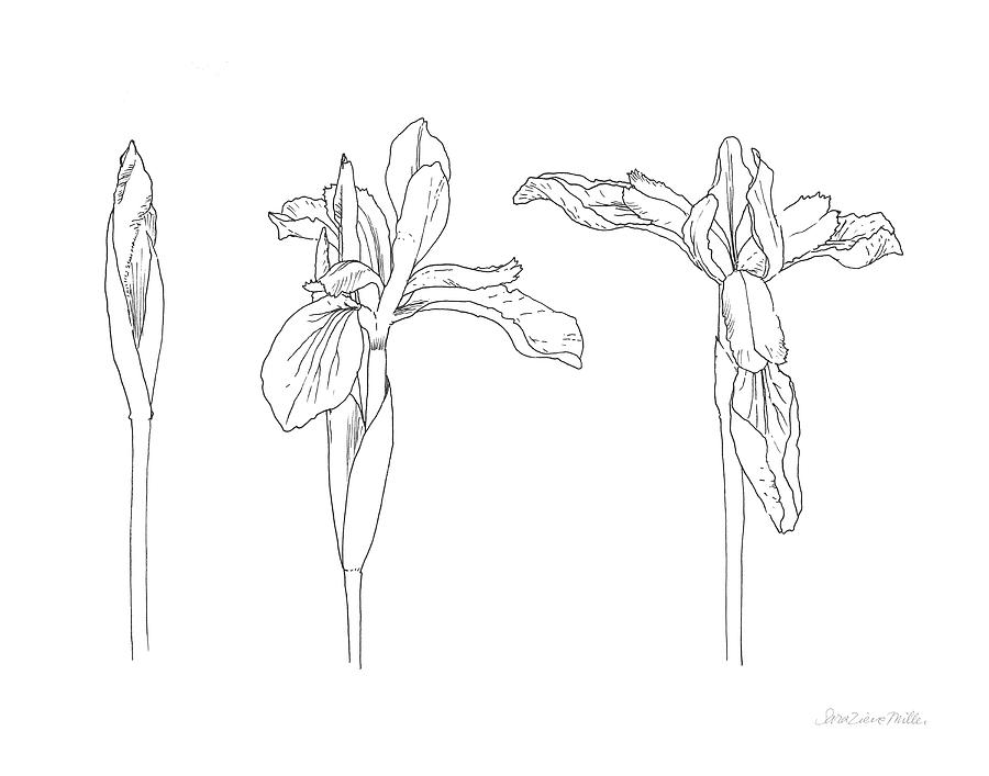 Black And White Drawing - Sketched Iris by Sara Zieve Miller