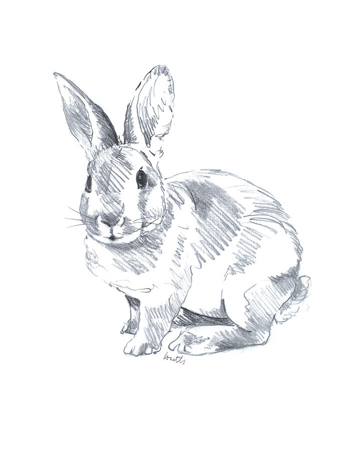 Easter Drawing - Sketched Rabbit II by Lanie Loreth