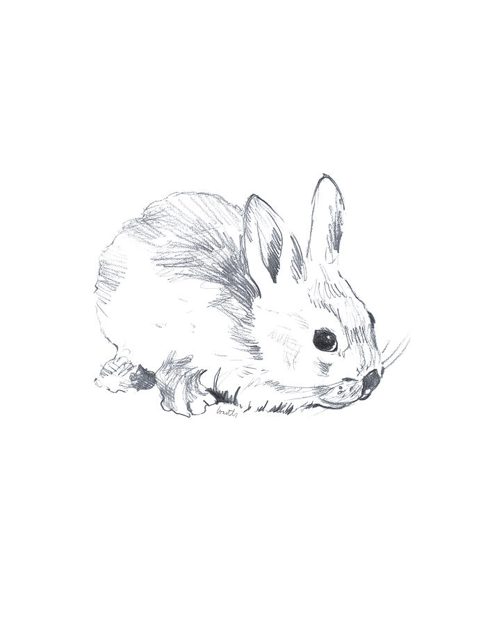 Easter Drawing - Sketched Rabbit IIi by Lanie Loreth